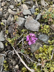 Thymus praecox britannicus