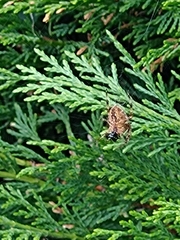 Araneus diadematus
