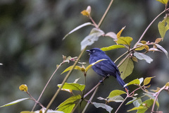 Melaenornis ardesiacus