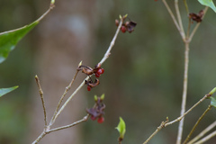 Pittosporum illicioides