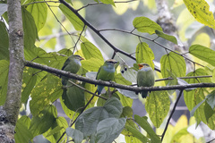 Pseudocalyptomena graueri