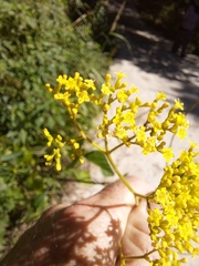 Patrinia scabiosifolia