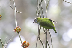Pseudocalyptomena graueri