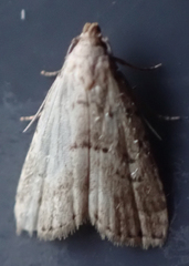 Hypenodes fractilinea