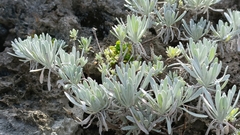 Crossostephium chinense