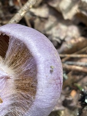 Cortinarius traganus