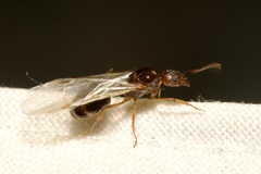 Aphaenogaster subterranea