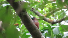 Eurylaimus javanicus