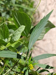 Patrinia scabiosifolia