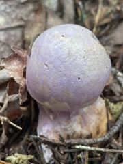 Cortinarius traganus