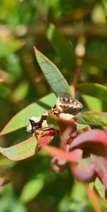 Machetis aphrobola