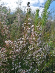 Erica uberiflora