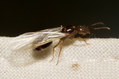 Aphaenogaster subterranea