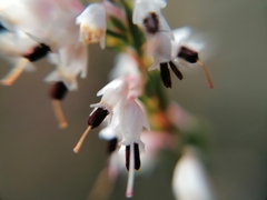 Erica uberiflora