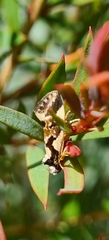 Machetis aphrobola