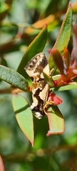 Machetis aphrobola