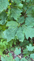 Quercus rubra