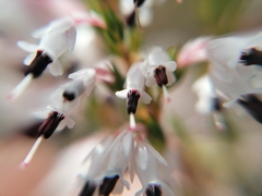 Erica uberiflora