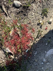 Crassula