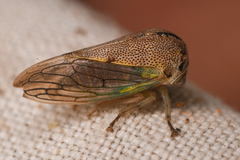 Platycotis