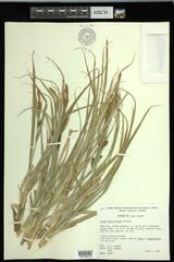 Carex hyalinolepis