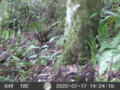 Arremon brunneinucha