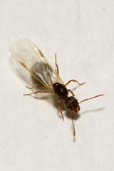 Aphaenogaster subterranea