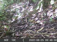 Arremon brunneinucha