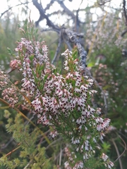 Erica uberiflora