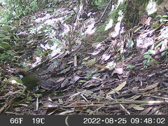 Arremon brunneinucha