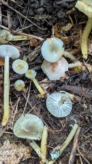 Gliophorus