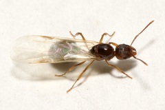 Aphaenogaster subterranea