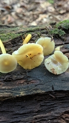Gliophorus