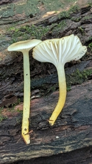 Gliophorus