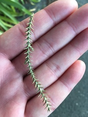 Dacrydium cupressinum