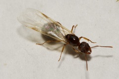 Aphaenogaster subterranea