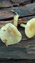 Gliophorus