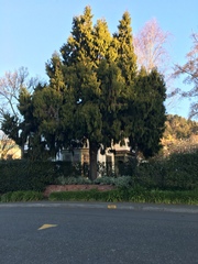 Dacrydium cupressinum