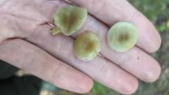 Gliophorus
