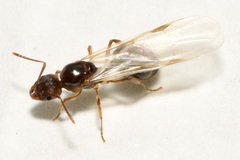 Aphaenogaster subterranea