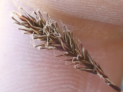 Carex luzulina