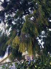 Dacrydium cupressinum