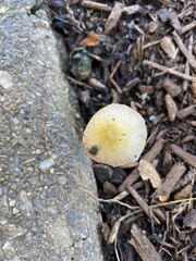 Bolbitius