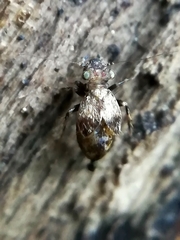 Pteroxanium kelloggi