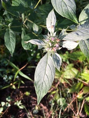 Pycnanthemum incanum