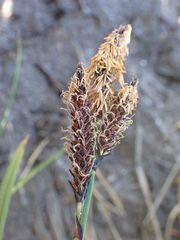 Carex scopulorum