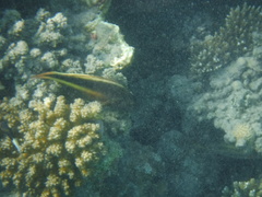Paracirrhites forsteri