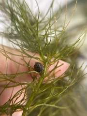 Ceratophyllum submersum