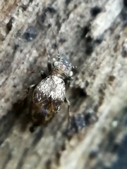 Pteroxanium kelloggi