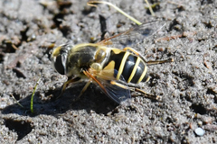 Eristalis hirta